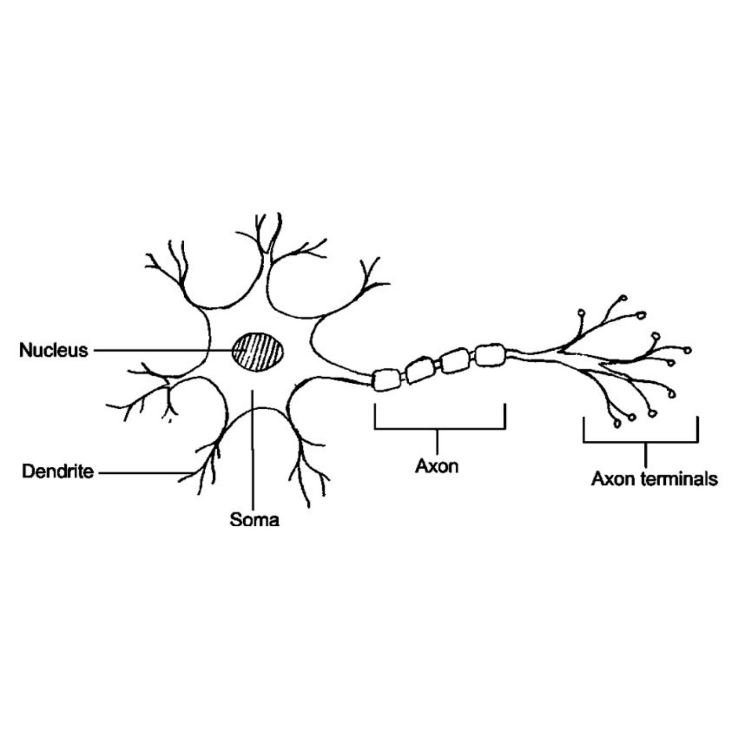 Neuron
