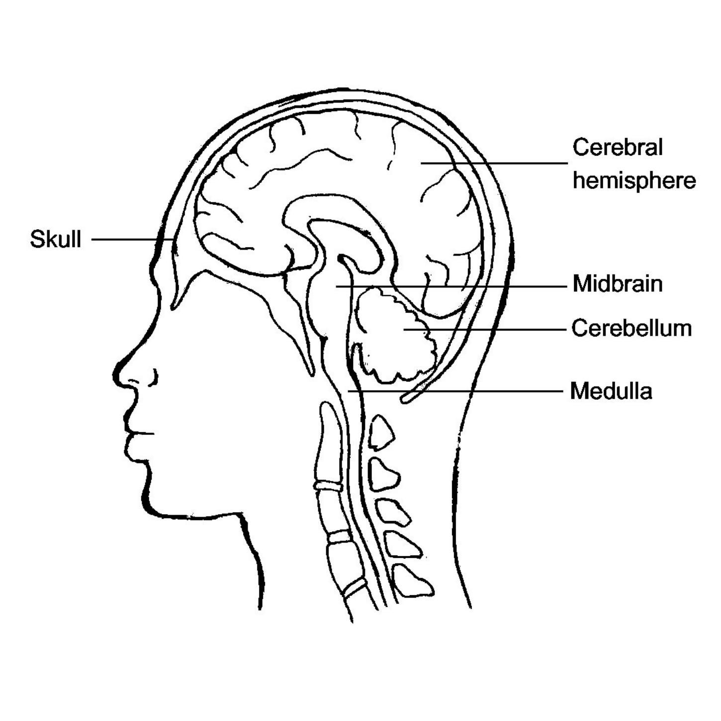 Human